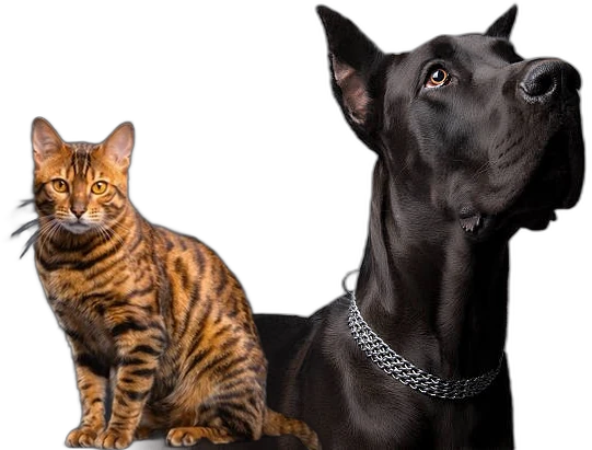 Un gran danés negro mirando hacia arriba y un gato bengalí sentado adelante